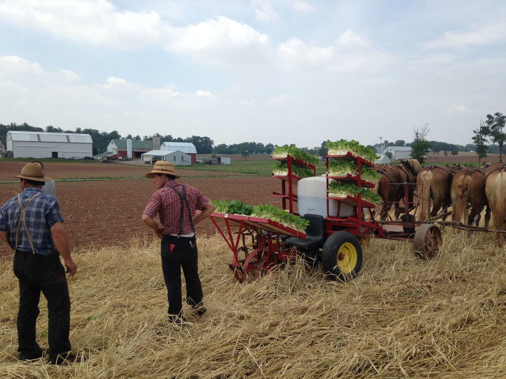 no till tobacco planter
